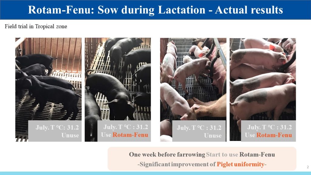 One week before farrowing Start to use Rotam-Fenu
-Significant improvement of Piglet uniformity-